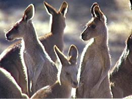 Australian Kangaroos