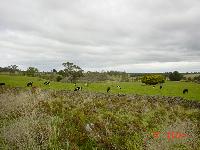Countryside with cows along side of road
