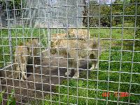 The Lions Pen.  It's too bad there is a cage but then again probably better so no one gets hurt.  But would be nice to get a better picture of them.