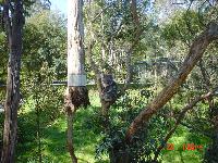 Here is a Koala Bear sitting up in the tree.  They sure are very funny and was fun watching them sit up in a tree and look around a bit. 